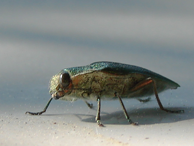 Latipalpis plana (Coleoptera, Buprestidae)